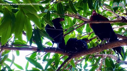 Linh Hồn Thầm Lặng Của Rừng Già Việt Nam - Gà Rừng Lông Đỏ