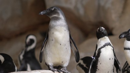 Nausicaá, dans les coulisses du plus grand aquarium d'Europe
