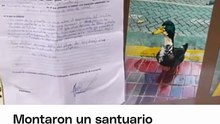 Vecinos piden por el regreso del Pato Juan.