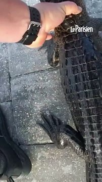 Un policier sort un alligator d’une piscine à mains nues