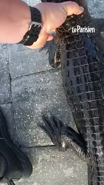 Un policier sort un alligator d’une piscine à mains nues
