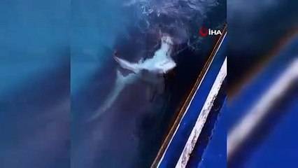 Oltaya Kılıç Değil Köpek Balığı Takıldı!