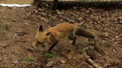 국립공원공단, 멸종위기 1급 붉은여우 30마리 방사 / YTN