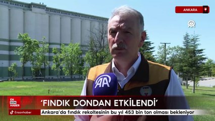 Fındık rekoltesinin bu yıl 453 bin ton olması bekleniyor