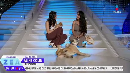 Gustavo y Koala buscan a una cariñosa familia, ¿te animas a adoptarlos? | Noticias con Francisco Zea