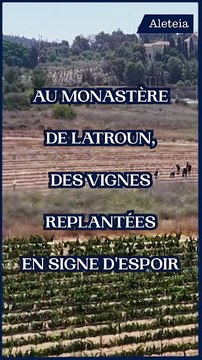 Au monastère de Latroun, des vignes replantées en signe d'espoir