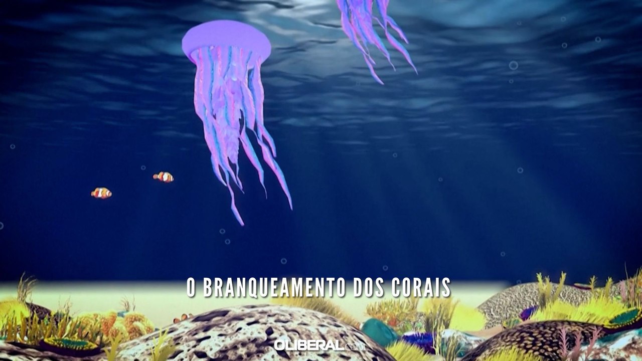 O branqueamento dos corais