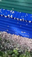 VIDEO: Polillas gigantes cubren pueblos rusos y causan alarma