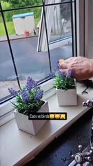 Cats are savage! 🤣 like and shae if you're cat lover