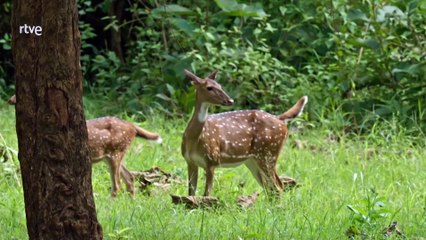 Perros Salvajes Cap 1 - Conociendo a la familia
