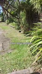 JOUR 19 ： Je veux un canard à la maison