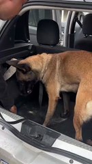 Cão da Polícia Militar fareja arma e drogas durante abordagem em veículo, em Arapiraca