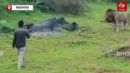 ભાવનગરના તલ્લી ગામના યુવકની સિંહની નજીક જઈ વીડિયો બનાવવાની ભૂલ, યુવકની અટકાયત