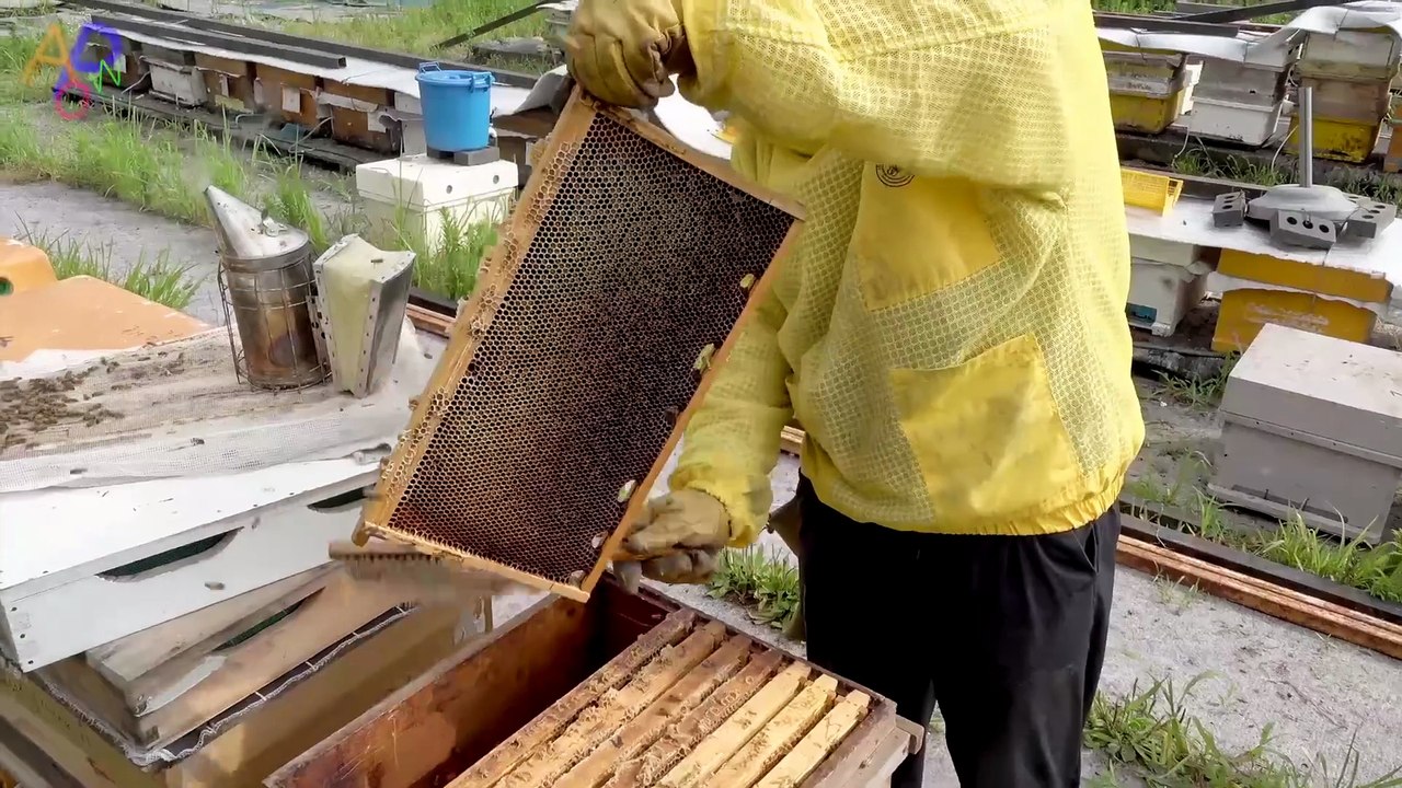 Huge Number of Bees! Honey Mass Production | Process by Korean Beekeeping Farm