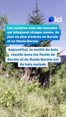 À Beaufort en Savoie, un chalet construit à base de bois malade, attaqué par des scolytes : "ça ne gène en rien"