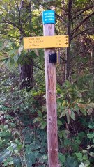 Ambroisie dans la forêt de Saou en 2023 ( Drôme)