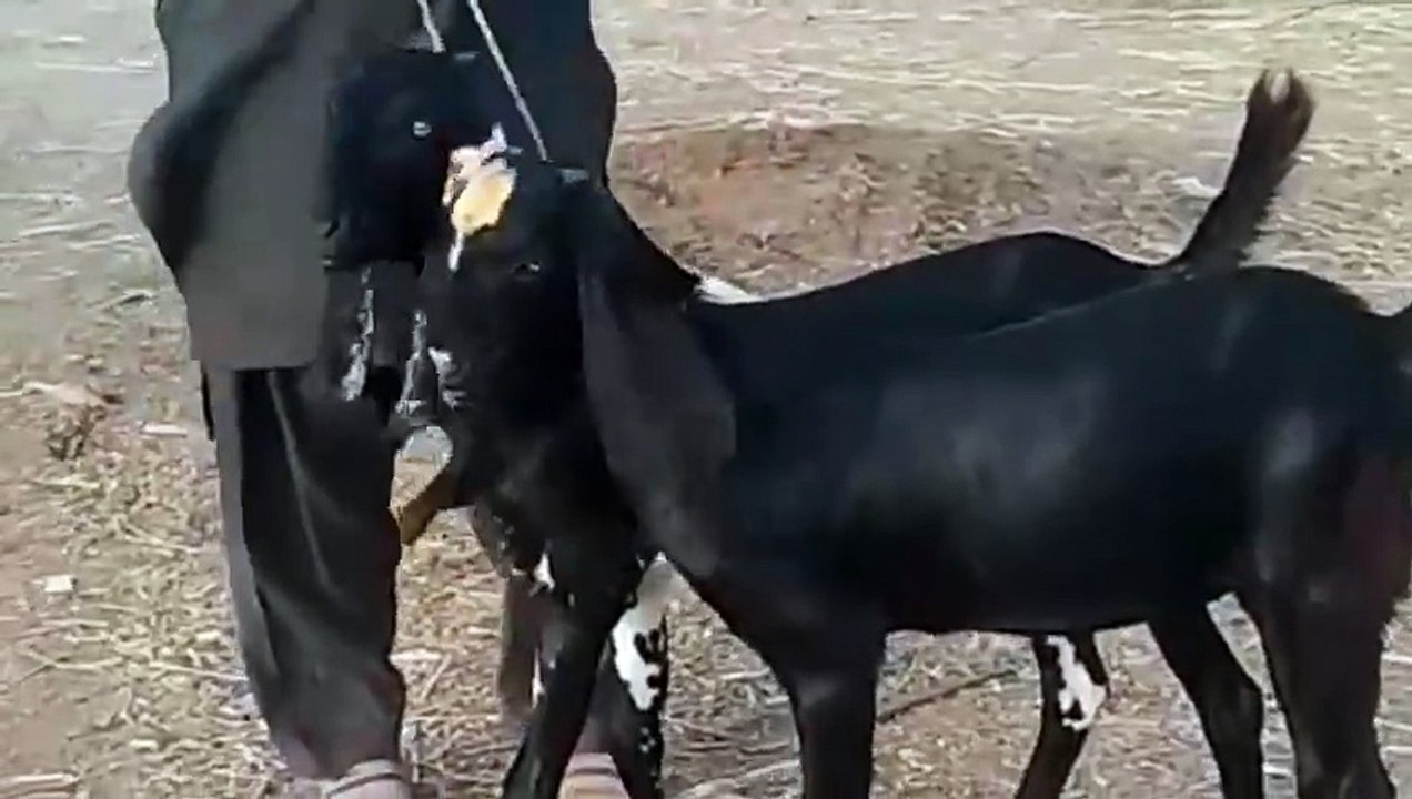 Faisalabadi Beetal Goats/Young Goats/Goats for Farming/Kheeri Goats/Healthy Goats/Cute Goat/Romantic