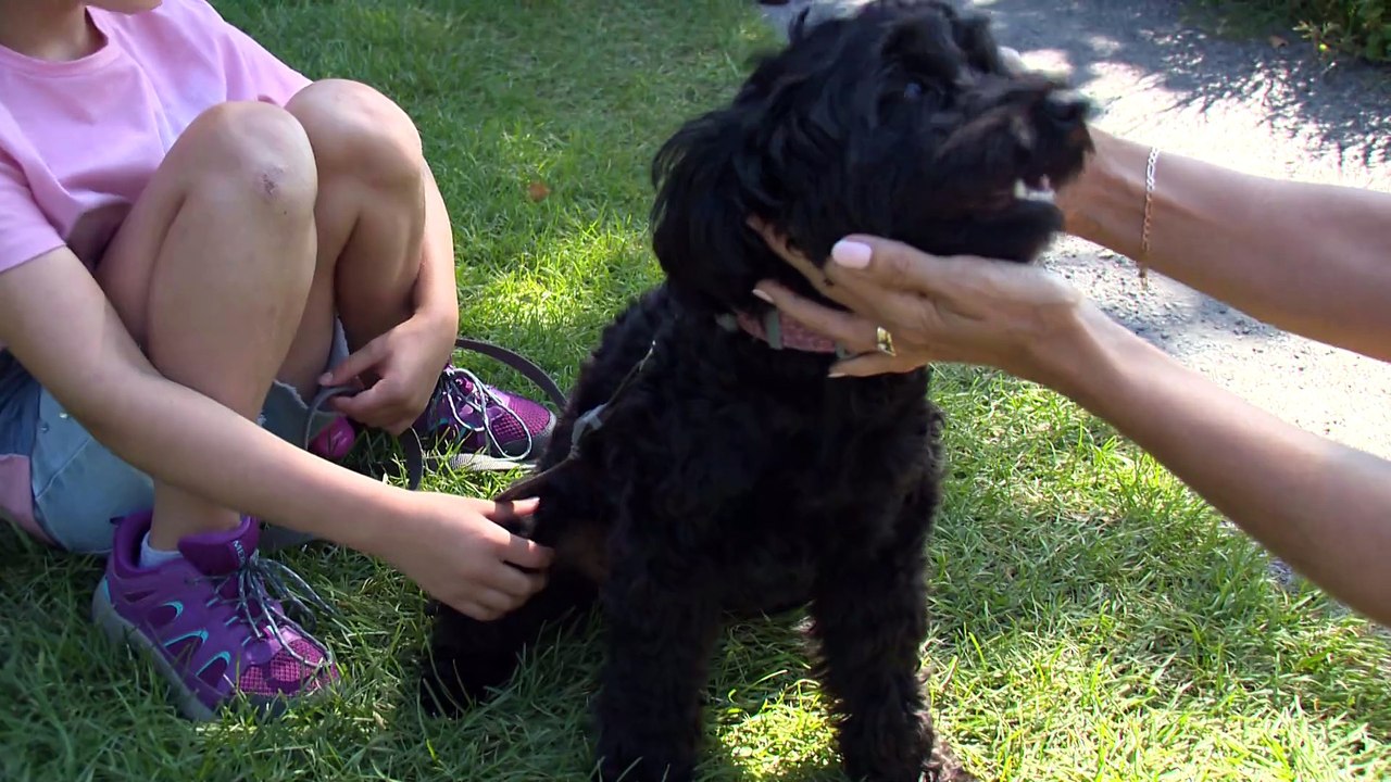 Accessibilité pour les chiens: dans quels endroits publics sont-ils permis ?