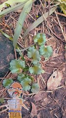 Primeros planos en el fondo de mi casa 07/08/2025