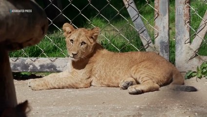 Zoo Welcomes 4 Rare Lion Cubs From a Subspecies Extinct in the Wild, Sparking Reintroduction Hopes