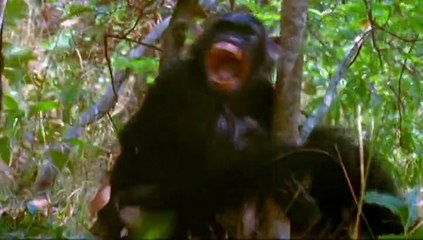 Triumph of Life_1of6_The Four Billion Year War