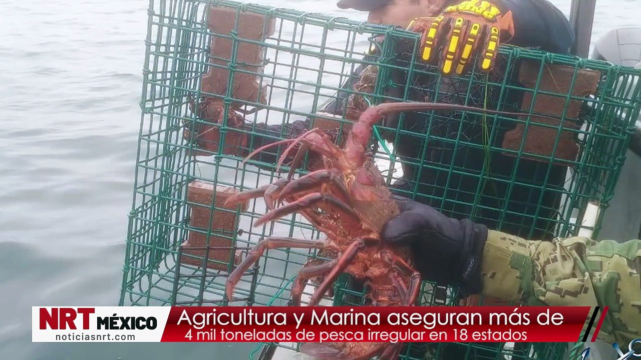 Agricultura y Marina aseguran más de 4 mil toneladas de pesca irregular en 18 estados