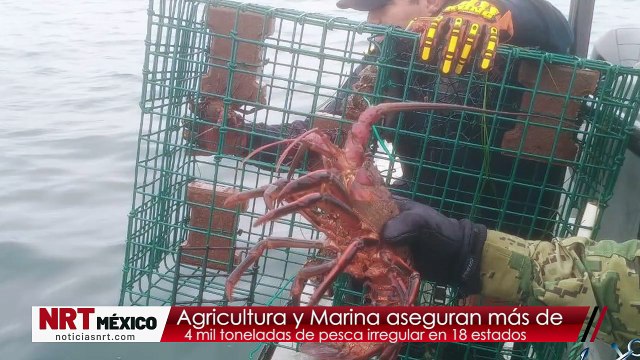 Agricultura y Marina aseguran más de 4 mil toneladas de pesca irregular en 18 estados