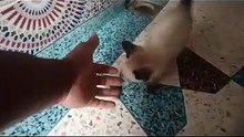 Cats need food