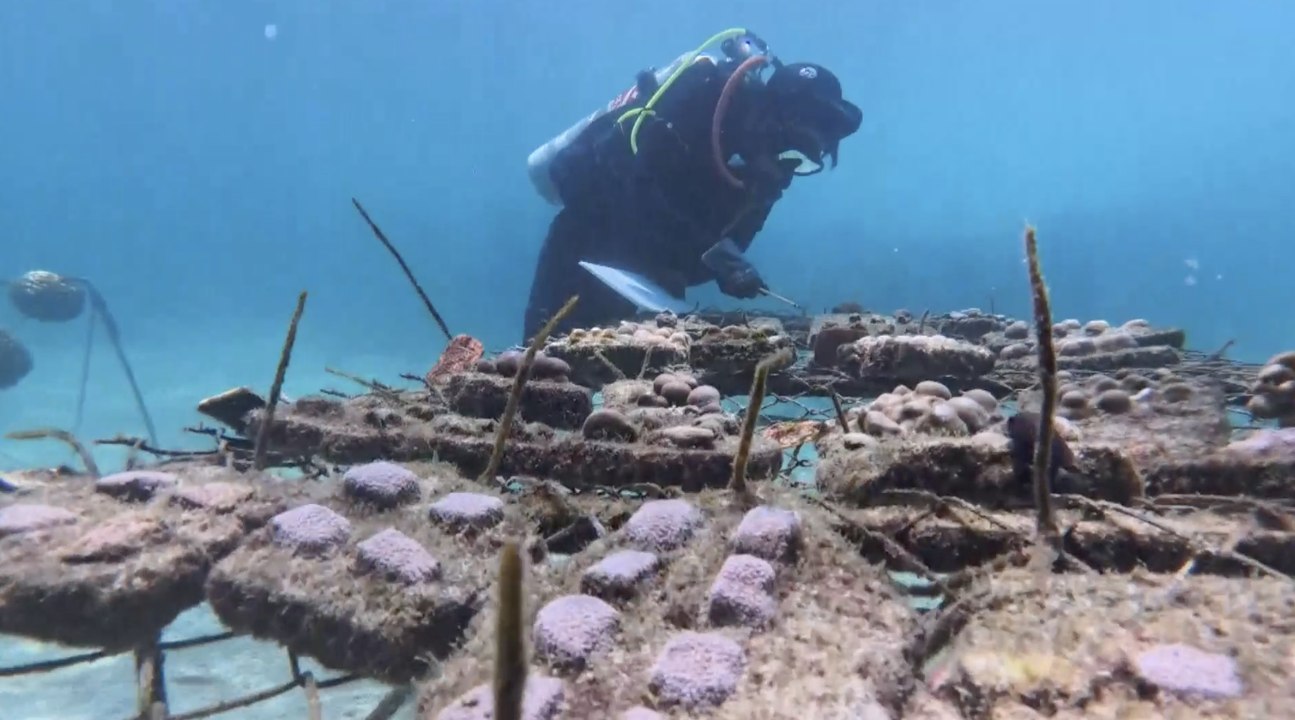 Galápagos revive sus arrecifes coralinos con siembras submarinas