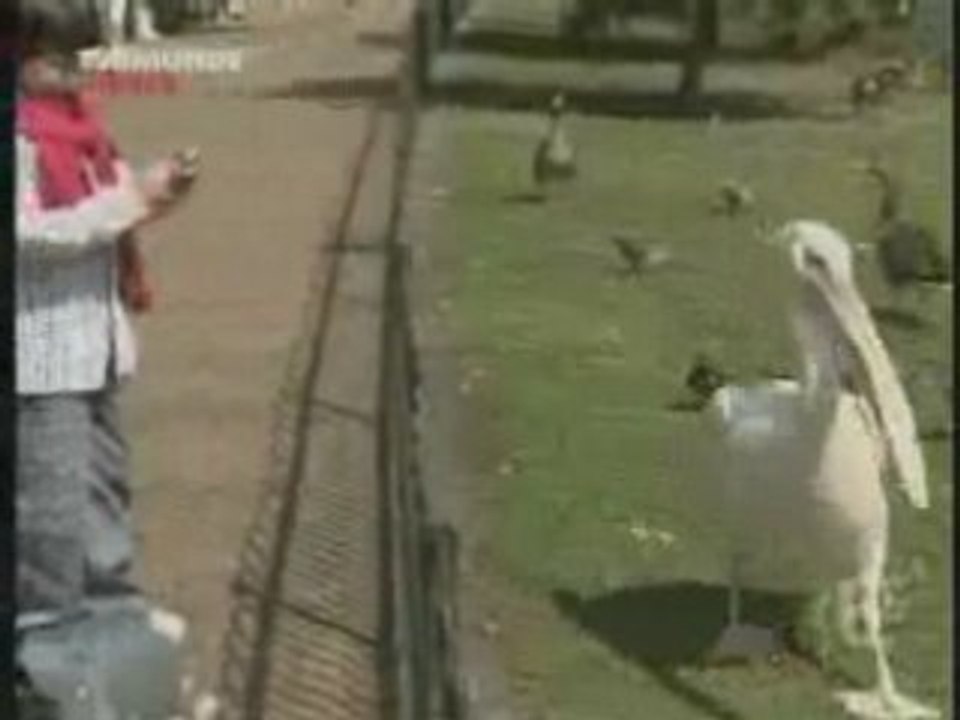 Le pélican et le pigeon