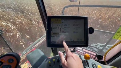 Field Fire In Standing Corn