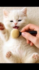 “I Tried to Tickle This Kitten… And THIS Happened 😹💖”