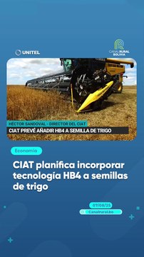 CIAT planifica incorporar tecnología HB4 a semillas de trigo