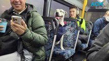 Bus-hopping Staffy’s solo journey ends in heartwarming reunion