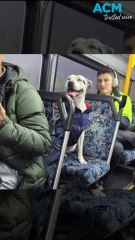 Bus-hopping Staffy’s solo journey ends in heartwarming reunion