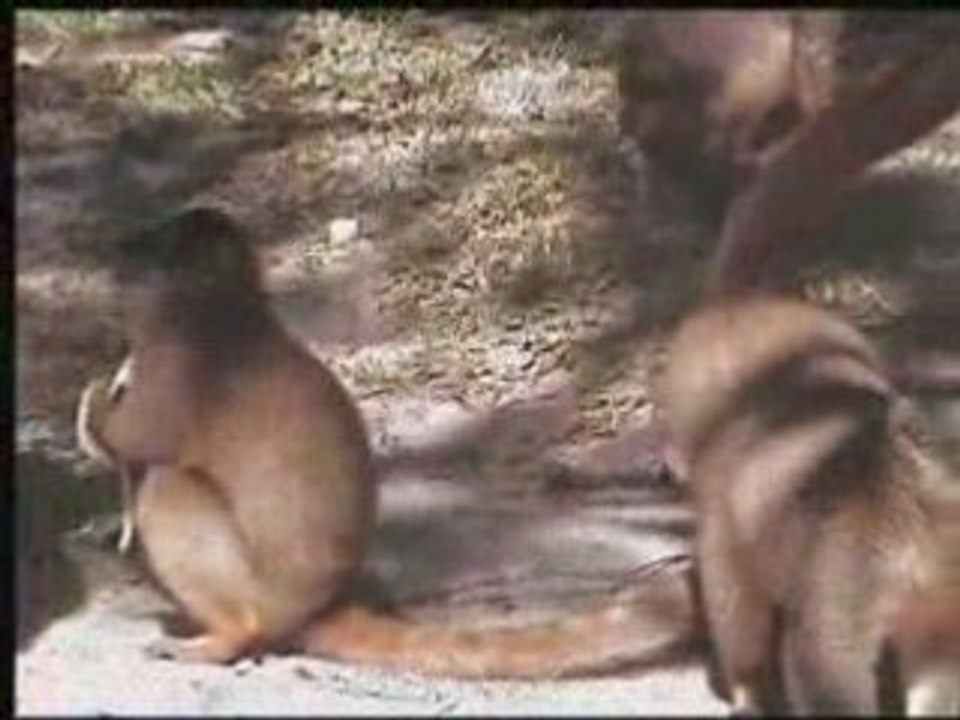 Greedy-guts lemuriens in Madagascar