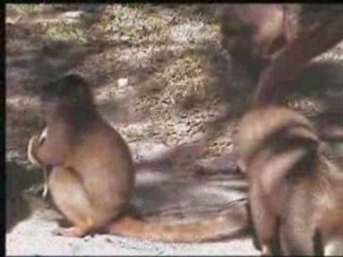 Greedy-guts lemuriens in Madagascar