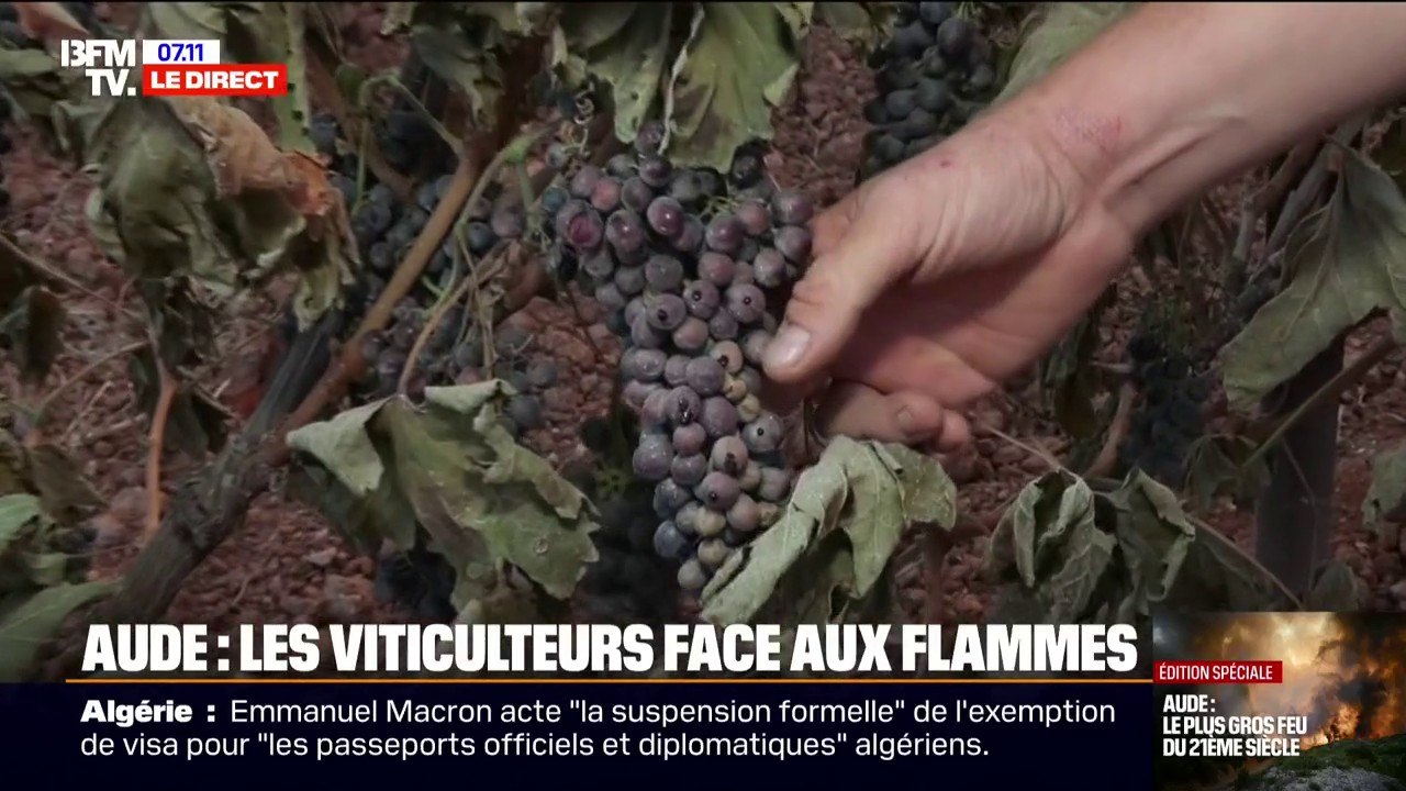 Incendie dans l'Aude: "C'est dramatique", témoigne un viticulteur de Saint-Laurent-de-la-Cabrerisse