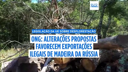 Alterações à legislação da UE em matéria de desflorestação podem ajudar o comércio ilegal de madeira russa