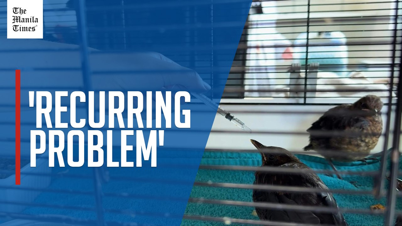 Heatwave and forest fires put wildlife in danger