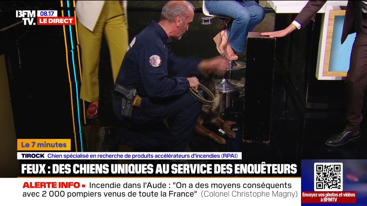 7 MINUTES POUR COMPRENDRE - Incendie dans l'Aude: des chiens détecteurs de produits accélérateurs d’incendies au service des enquêteurs