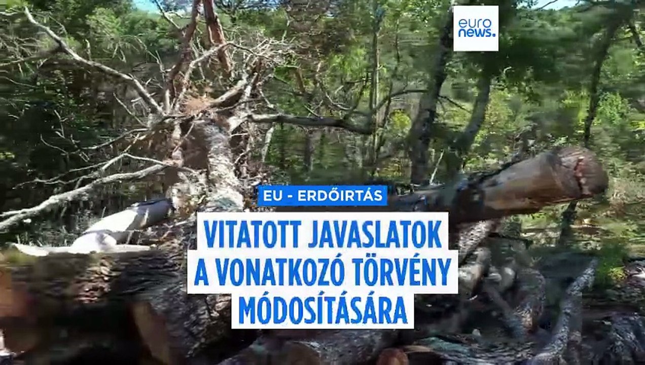 Az erdőirtásról szóló uniós törvény javasolt módosításai fellendíthetik az illegális orosz fakereskedelmet