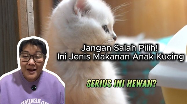 Jangan Salah Pilih! Ini Jenis Makanan Anak Kucing-Serius Ini Hewan?