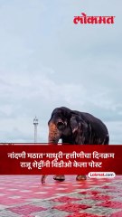 ‘माधुरी’ची  नांदणी मठात कशी काळजी घेतली जायची राजू शेट्टींनी विडीओ आणला समोर