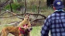 Man punches kangaroo to save his dog