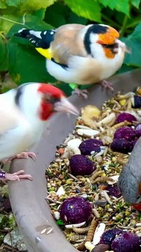 Finch and Softbills Bird Aviary _animals _finches _bird _birds _nature _pets _pets