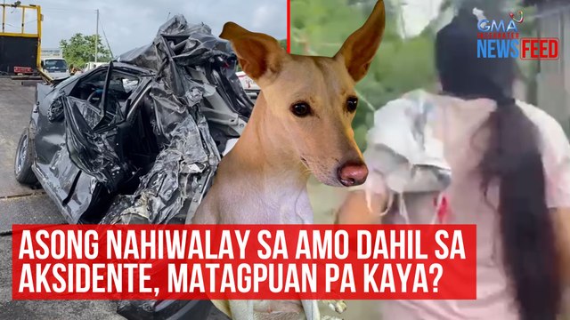 Asong nahiwalay sa amo dahil sa aksidente, matagpuan pa kaya? | GMA Integrated Newsfeed