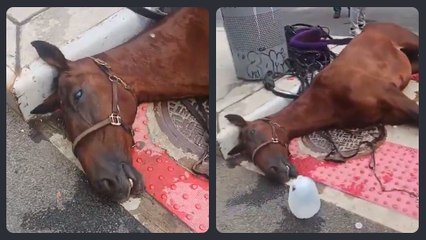 New York : un cheval de calèche s'effondre et meurt