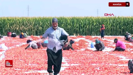 Manisa'da kurutulan domatesler, 34 ülkeye ihraç ediliyor