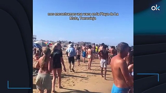 Por qué están apareciendo vacas muertas en las playas de Alicante: los expertos explican el misterio
